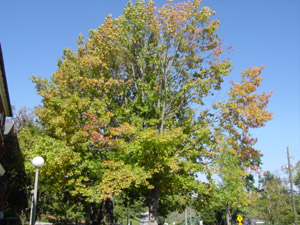 Shumard oak tree canopy in fall